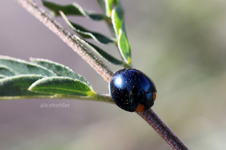 Stahlblauer Marienkäfer (Halmus chalybeus)